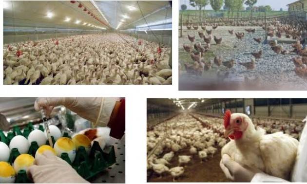FERMARE L’INFLUENZA AVIARIA, COLDIRETTI IN PRIMA LINEA
