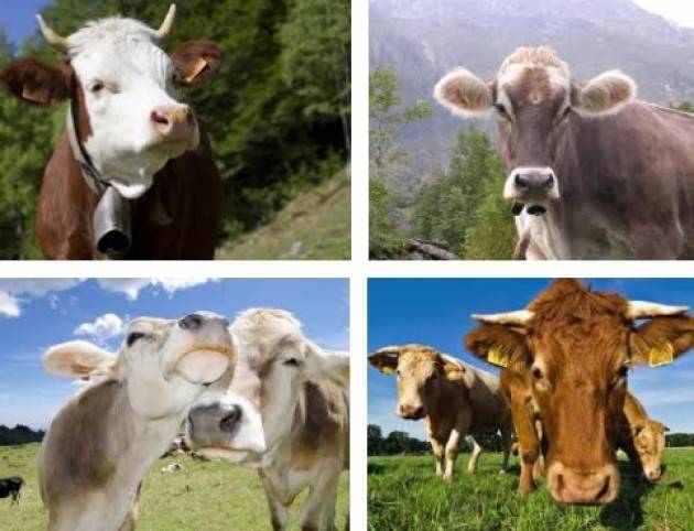 Dopo oltre 16 anni la Cina ha rimosso il bando sulla carne bovina italiana.