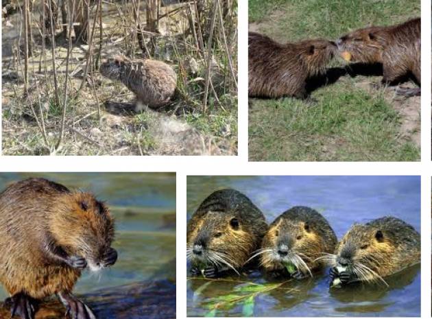 Prorogato il Piano Provinciale di eradicamento nutrie ed acquistate 200 nuove gabbie