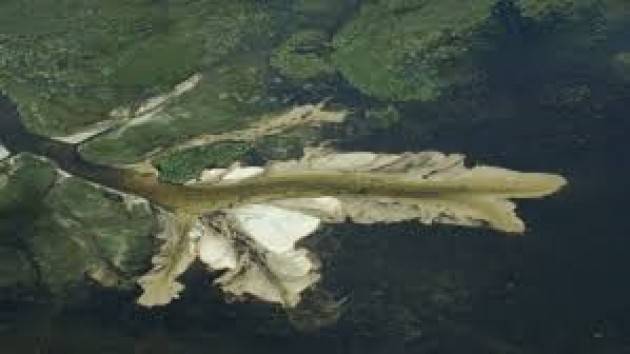 Pianeta Migranti. L'Eni a processo per i disastri ambientali a ‘casa loro’