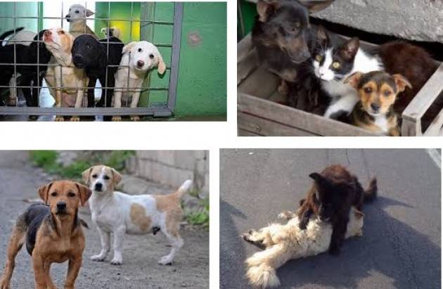 Il Nord, terra di mezzo di traffici di animali Allarme in provincia di Cremona a cura di UNA