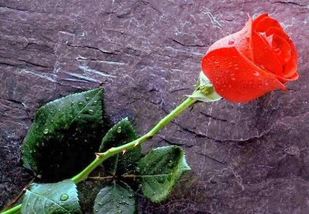 SAN VALENTINO NON RIESCO A MANDARTI DEI FIORI di Aftab Ahmed, scrittore