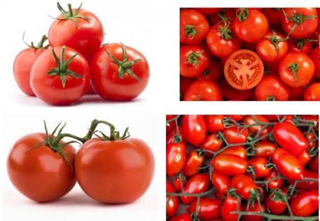 Coldiretti Pomodoro, nemmeno 8 centesimi al chilo Prandini: ‘Prezzo sfavorevole per il settore’