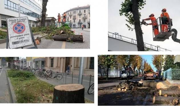 Cremona Taglio dei tigli del quartiere Po , quanti errori di PASQUALE VERZELLESI (CREMONA)