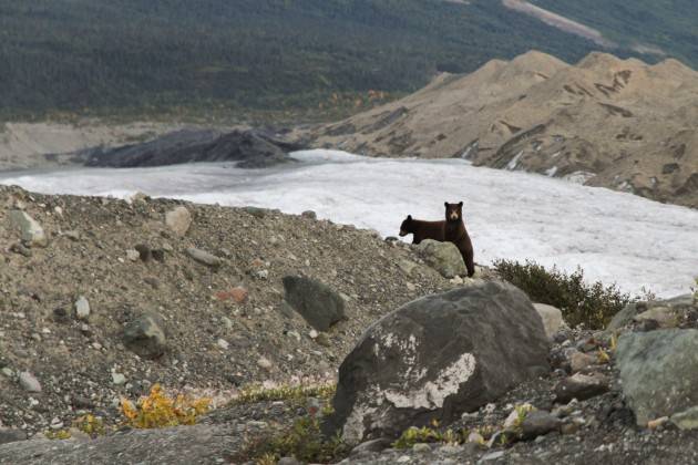 Crema 20 febbraio 2018  YUKON E ALASKA. Videoproiezione di Michele Bottazzo