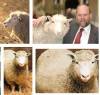 AccaddeOggi 22 febbraio 1997 - A Roslin (Scozia) viene clonato un mammifero, la pecora Dolly