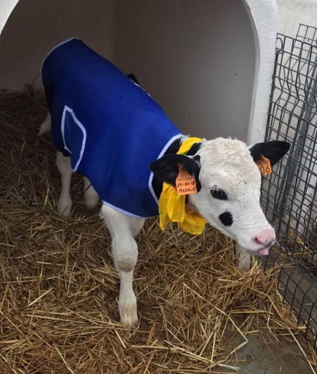 Maltempo, vitelli con cappotti e impianti anti gelo: così nelle campagne ci si prepara al grande freddo