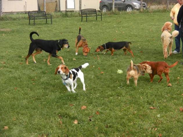 Cremona Area sgabamento cani parco Fazioli. Nessuno ci ascolta Gruppo 4 zampe