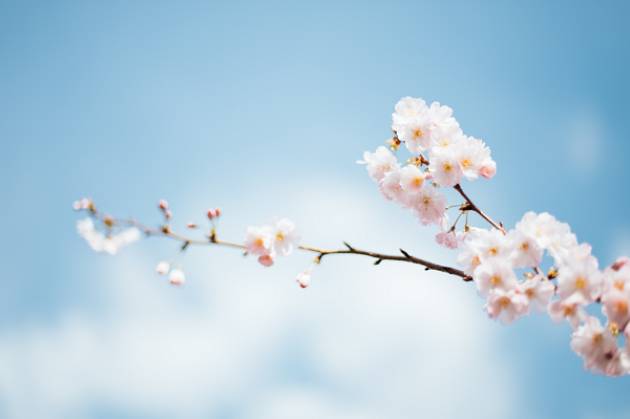 Cremona: il programma della Festa di Primavera di Donne Senza Frontiere del 15 maggio