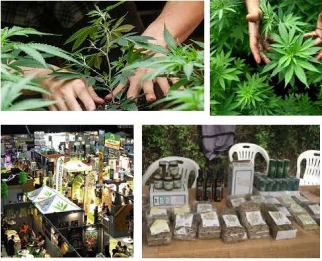 Ad Erba Il Circolo Ambiente 'Ilaria Alpi' organizza la 2° edizione della fiera alla cannabis sativa il 27 maggio