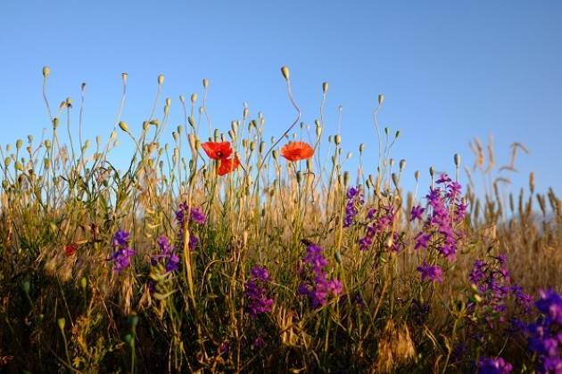 Cremona: apertura Cascina Stella e Bosco didattico domenica 20 maggio