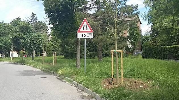 Cremona Piantati 300 nuovi alberi e intervento straordinario per rimuovere centinaia di ceppaie