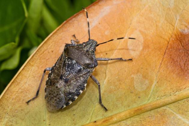 Coldiretti Ambiente, in Lombardia 30% biodiversità Italia La minaccia ‘aliena’ da Popillia a cimice asiatica