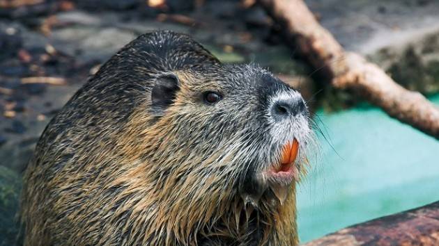 Nutrie: due milioni di esemplari in Lombardia