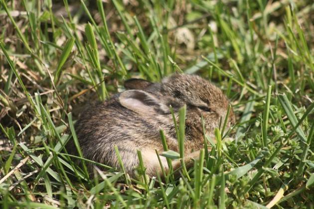 Cremona: il 27/5 a Cascina Stella e Bosco Didattico 'Le tracce raccontano...'