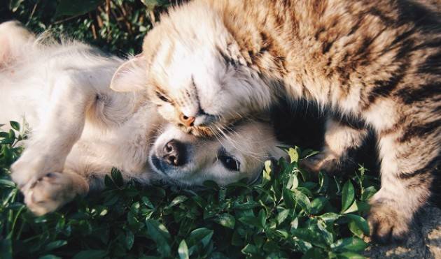 Cremona: attenzione ai bocconi avvelenati. L'allarme del Movimento Animalista
