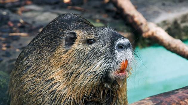 L'ECOTRADIZIONI La Nutria, poesia in dialetto cremonese di Giacinto Zanetti 