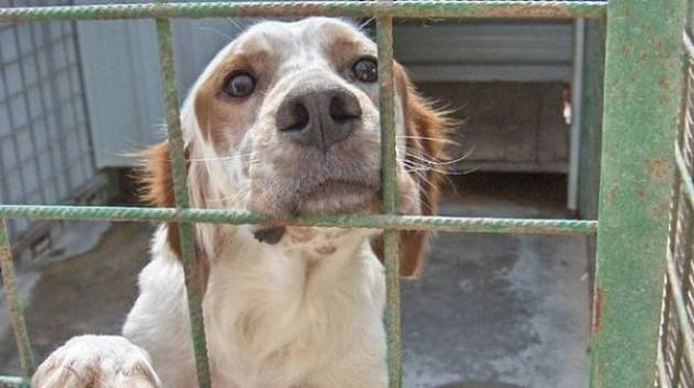  Risposta al consigliere Marcello Ventura in merito al canile di Cremona