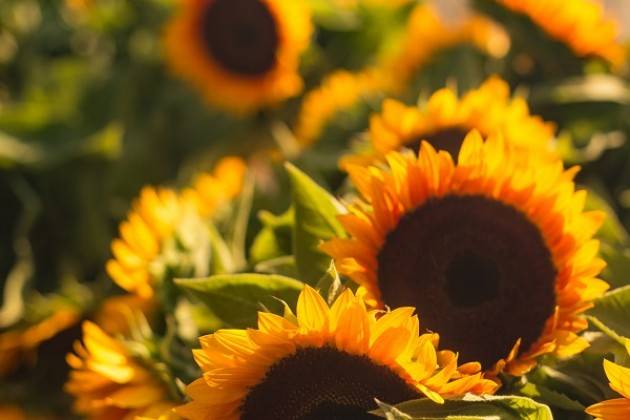 Cremona: martedì 26/6 Mini-Market di Campagna amica dedicato ai sapori di stagione