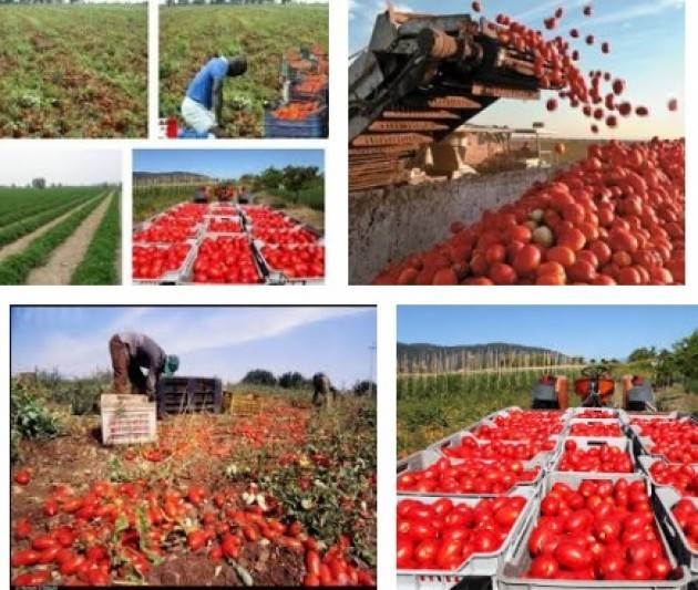 Coldiretti Al via la ‘vendemmia’ del pomodoro nel casalasco : -12% per grandine e sbalzi temperatura