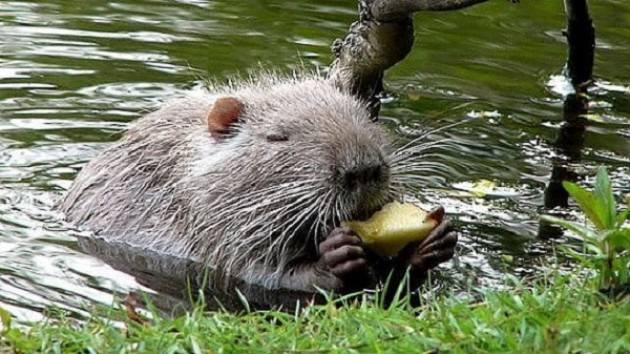 Nutrie: Torino vs. Cremona