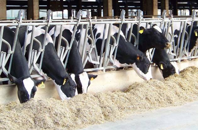 Coldiretti Caldo, mucche stressate dall’afa: -15% latte e nascite a rischio