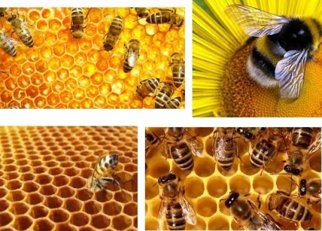 Coldiretti Caldo, api bloccate dal clima pazzo: ‘bruciato’ il 50% del miele lombardo