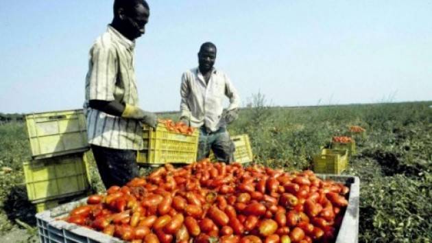  (Video) I Voucher in agricoltura sono dannosi e coprono lavoro nero Interviste a Dolci e Singh della Flai-Cgil di Cremona