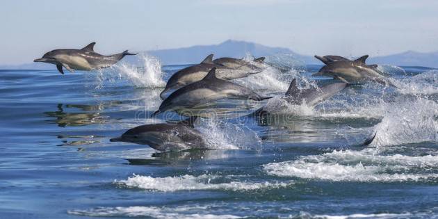 Delfini maltrattati nelle acque del Golfo di Catania, preoccupazione per i rari ‘Delfini comuni’