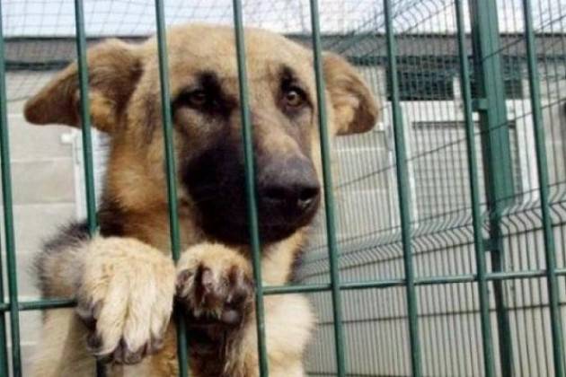 Cremona: risposta all'interrogazione sul canile  