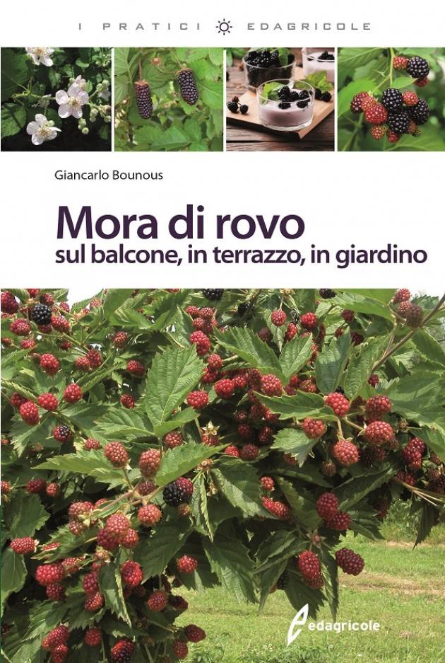 Edagricole MORA DI ROVO sul balcone, in terrazzo, in giardino di Giancarlo Bounous