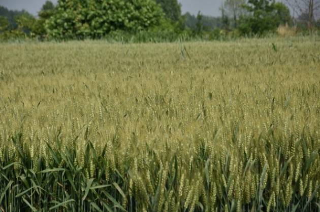 Contratti di Filiera: per il Consorzio Agrario di Cremona incremento del 33%