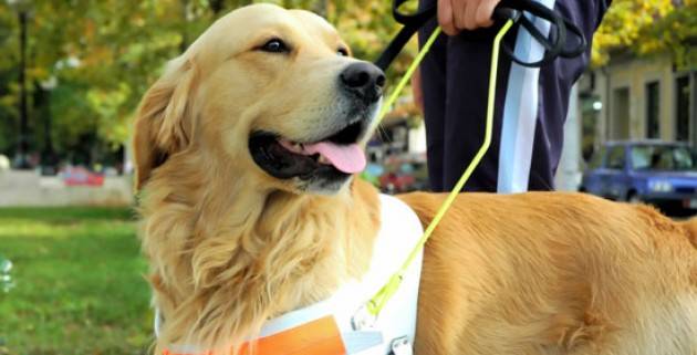 UICI 16 ottobre si celebra la giornata del Cane Guida A Cremona la giornata è il 27