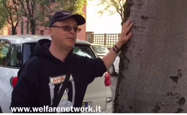 Crema Taglio alberi di Via Bacchetta.M5S,Verdi e Fiab criticano la giunta Bonaldi (Video)