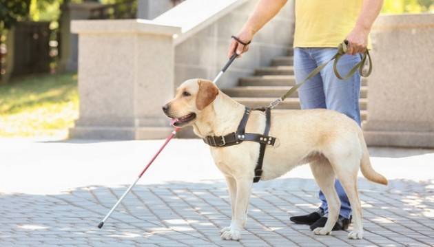 Cremona: sabato 27 ottobre la Giornata Nazionale del Cane Guida
