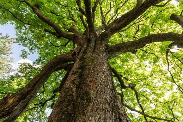 Cremona: Giornata Nazionale degli Alberi. Nuove piantumazioni in tutta la città