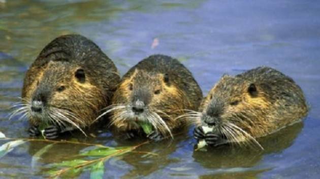 Cremona: corso formativo in Provincia per il 'Piano di contenimento della specie nutria'