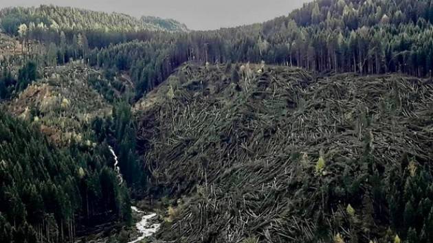  Cremona: gli alberi di Stradivari colpiti dal maltempo diventano violini