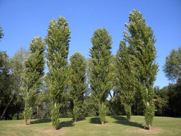 Cremona: al via l'iniziativa 'Regala un albero alla tua Città'