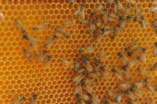 Cremona Alla scoperta del mondo delle api Lezioni di apicoltura alla fattoria Apiflor di Pescarolo