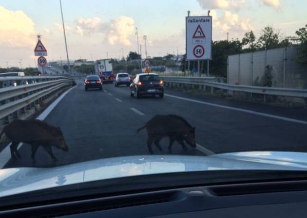 CINGHIALI IN AUTOSTRADA,  PILONI (PD): 'TROPPI RITARDI, LA REGIONE NON PUO’ PIU’ ASPETTARE'