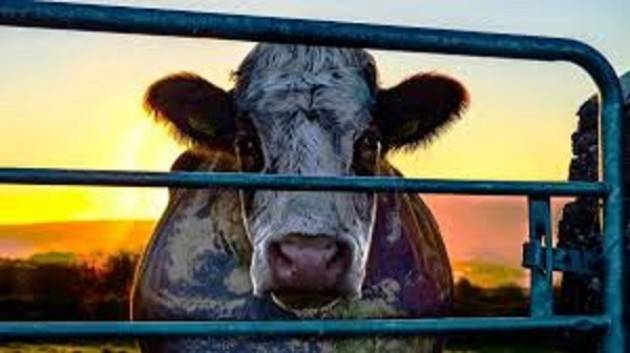 'Cowspiracy: The Sustainability Secret' al Cinema Chaplin di Cremona martedì 12 febbraio