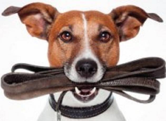Cremona: proprietari di cani, dal 5 marzo il corso per ottenere il patentino