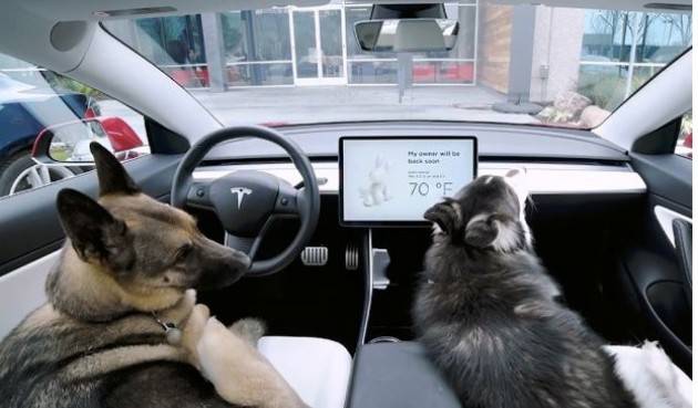 ZEUS Tesla, arriva il Dog Mode per tenere al fresco i cani lasciati in auto