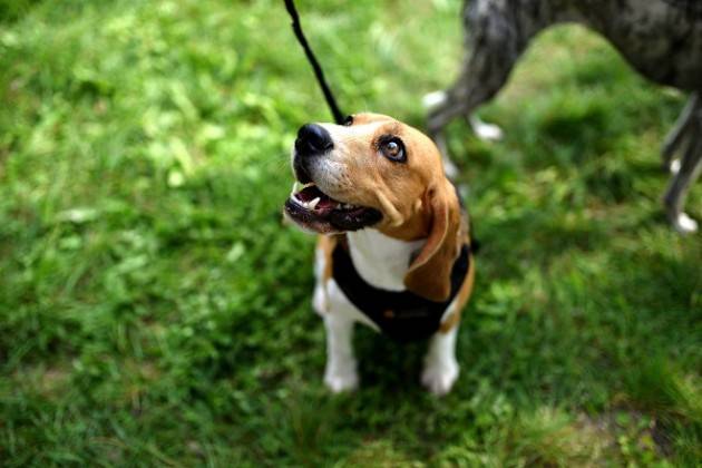 Al via la nona edizione del patentino per proprietari di cani