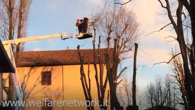 Crema Polemiche infinite sull’abbattimento delle ‘bagolare’ di Via Bacchetta (Video di Emanuele Mandelli)