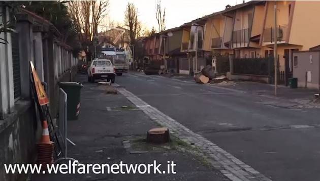 Crema Polemiche infinite sull’abbattimento delle ‘bagolare’ di Via Bacchetta (Video di Emanuele Mandelli)