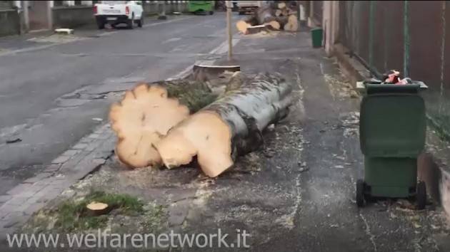 Crema Polemiche infinite sull’abbattimento delle ‘bagolare’ di Via Bacchetta (Video di Emanuele Mandelli)