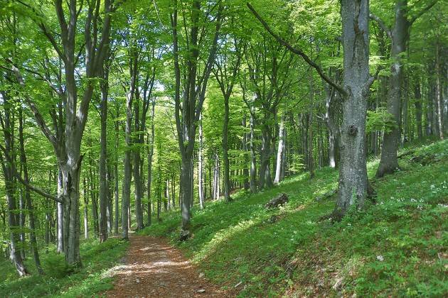 Il Bosco, una risorsa da valorizzare ERSAF presenta l’XI Rapporto sullo stato delle Foreste in Lombardia