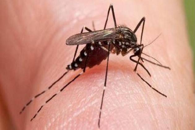 Il piano anti zanzare è pronto, il Sindaco Galimberti ha firmato l’ordinanza